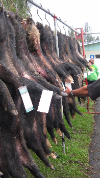 Boar hunt pic 2015-197